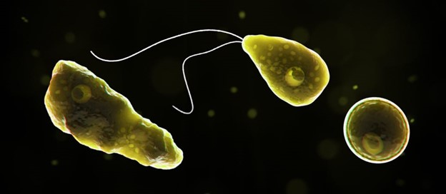 Image of Amoeba 