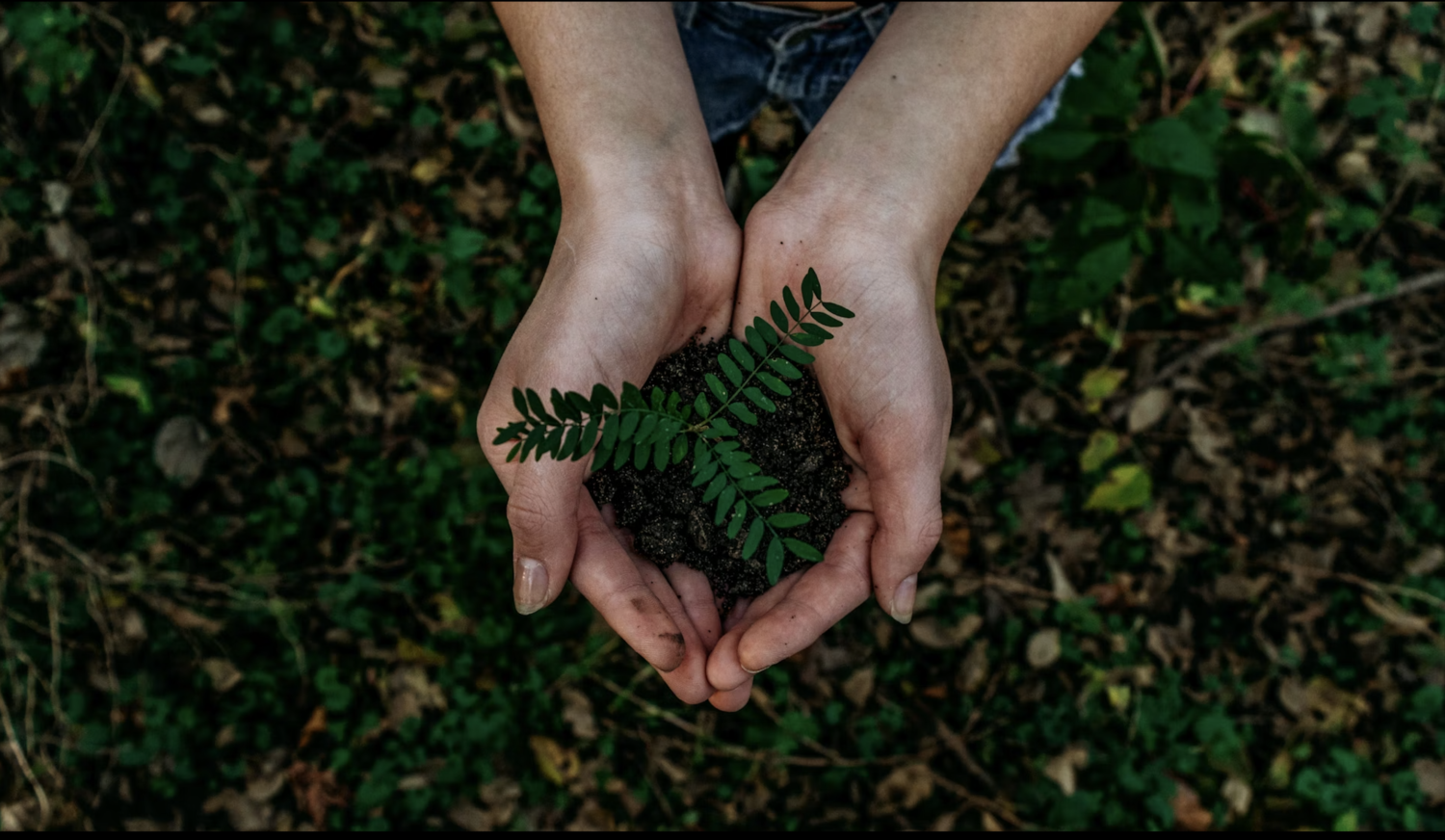 A person holding a plant | Photo credit: Noah Buscher