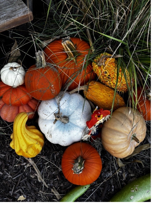 The Pumpkin Harvest Festival is Back at Bomke’s Patch