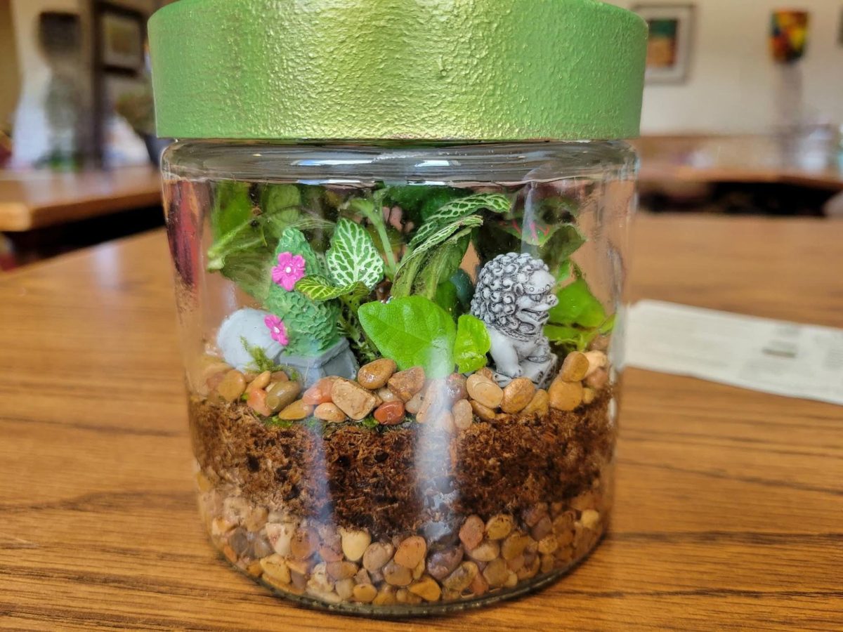 Terrarium Challenge #6