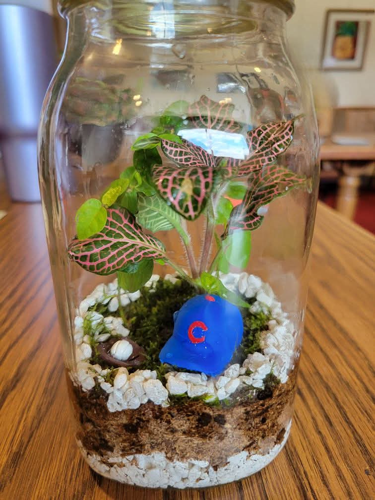 Terrarium Challenge #7